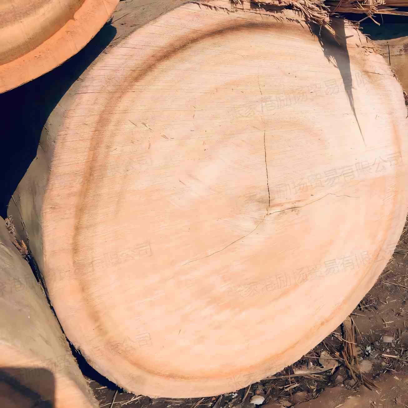 剥皮桉原木